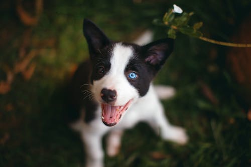 Szczeniak Rasy Border Collie Czarno Biały