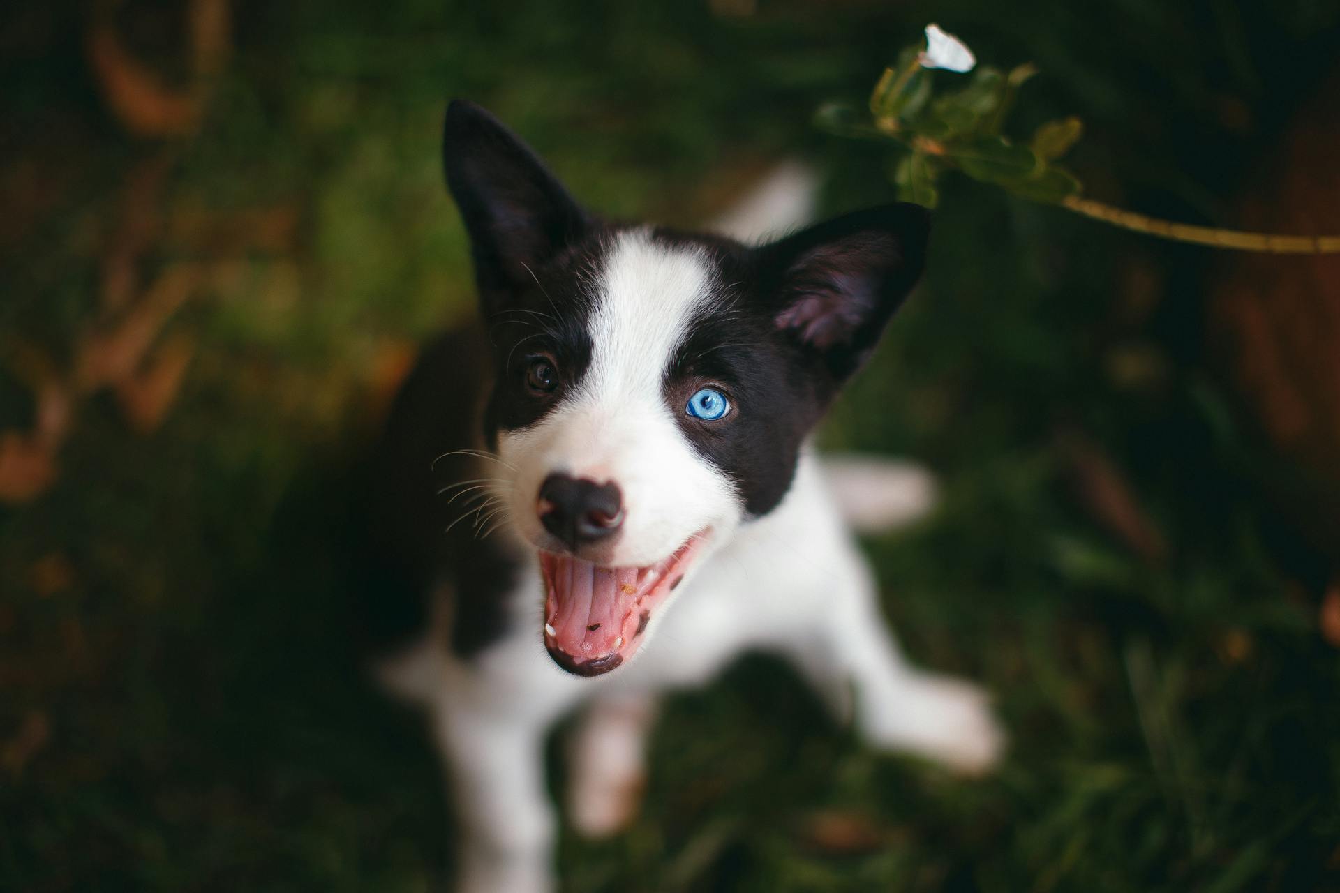 Zwart-witte bordercollie-puppy