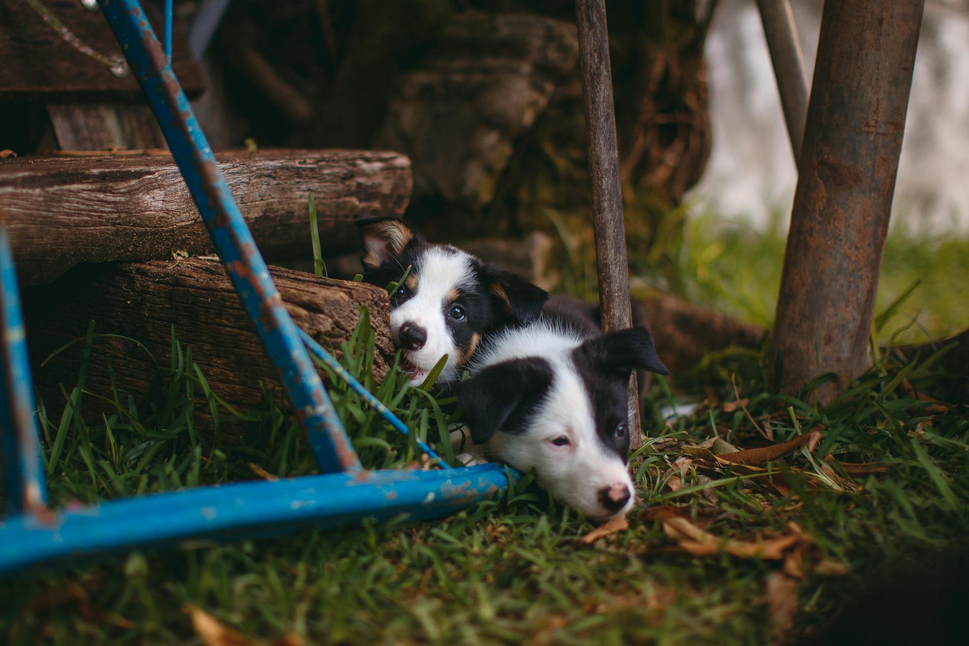 Black And White Border Collie