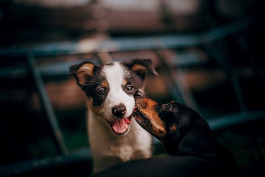 两只顽皮的狗在户外快乐互动，展现出犬类友谊的表情