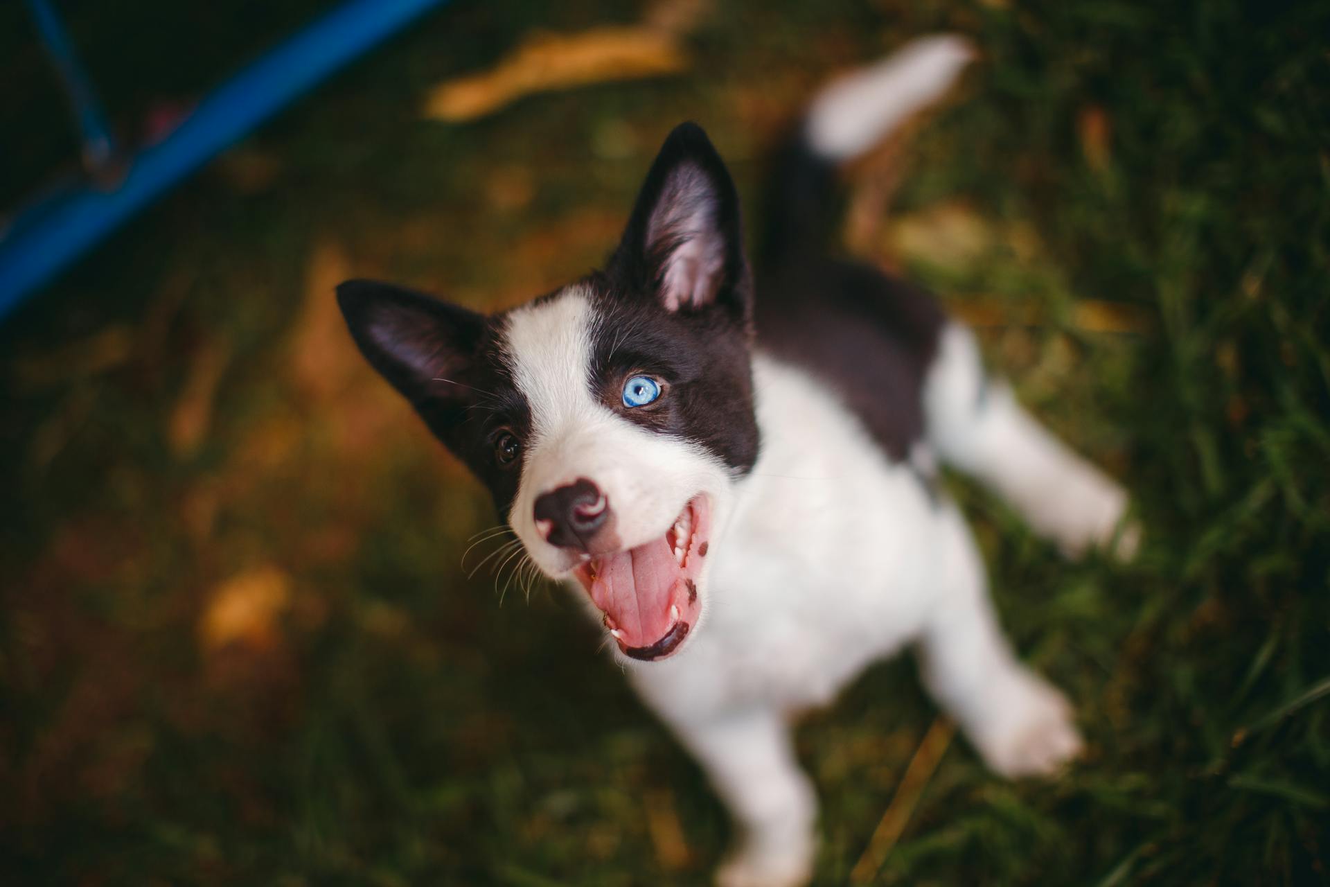 Svartvit Border Collie valp