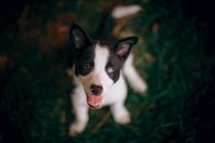一只患有异色症的迷人边境牧羊犬幼犬在户外欢快地抬头