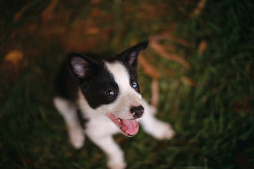 Free Black And White Border Collie Puppy On Green Grass Field Stock Photo