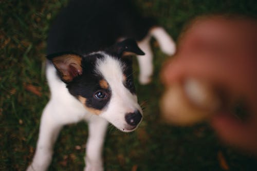 White and Black Short Coated Puppy on Green Grass