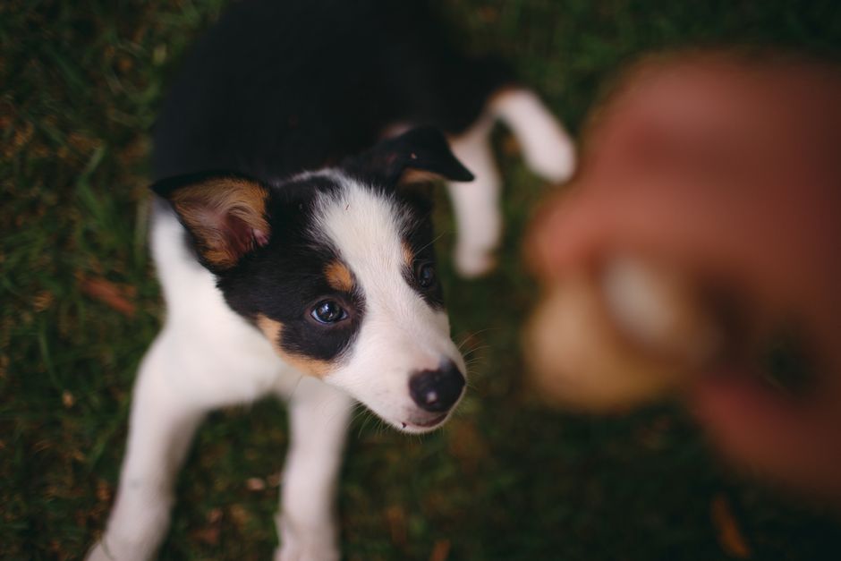 A cute border collie puppy lying on grass, eagerly looking upwards, showcasing its playful nature.