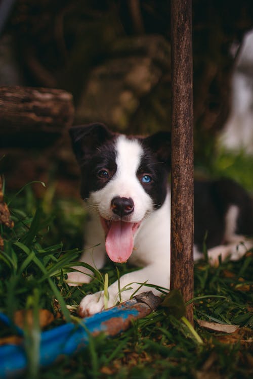 Foto Del Cane Che Pone Sull'erba