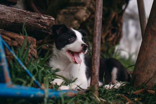 Free Black and White Border Collie Puppy Stock Photo