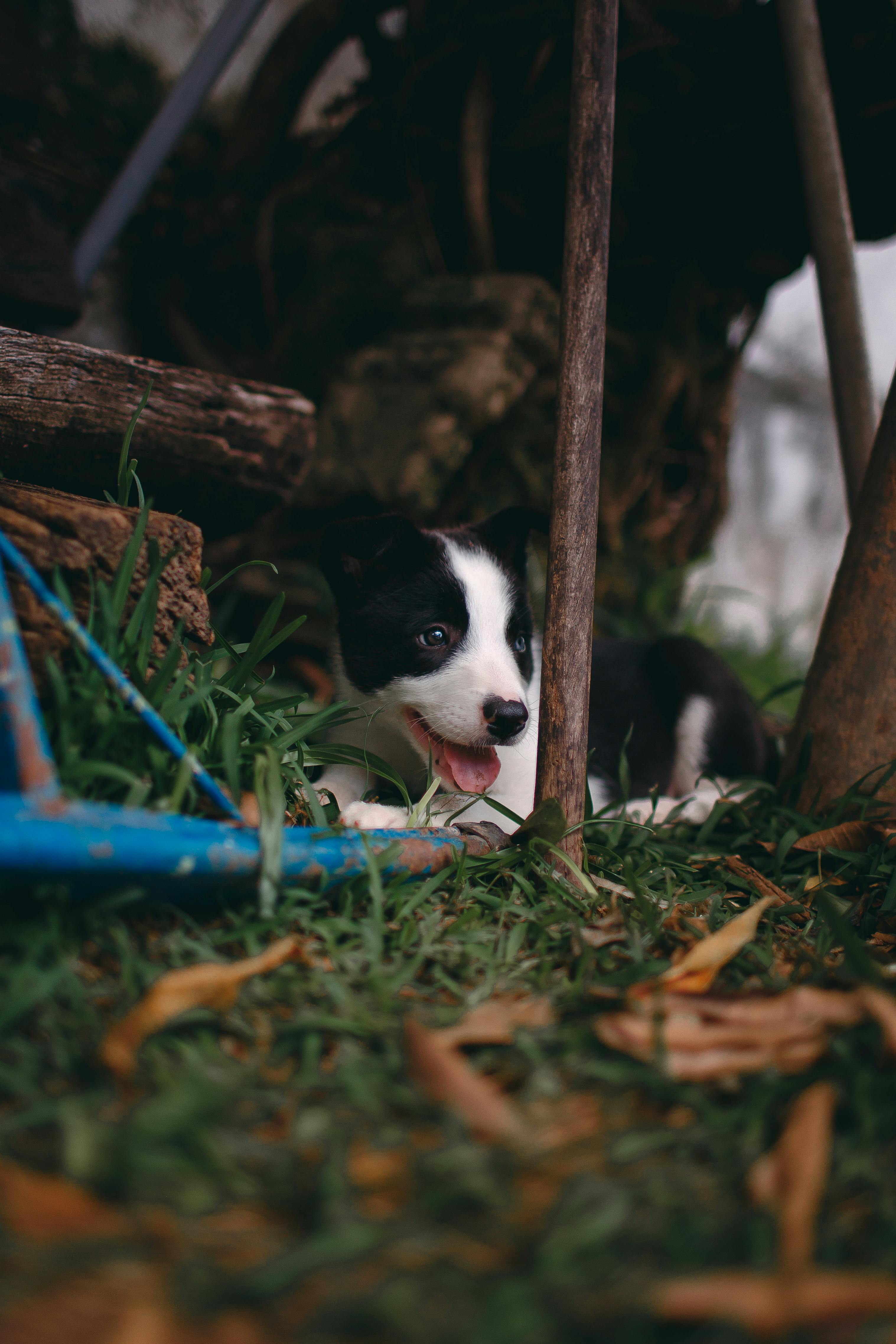 Why Do Different Dog Breeds Have Varying Nose Moisture? Explore the Differences!