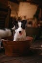 Black and White Border Collie Puppy in Brown Bucket