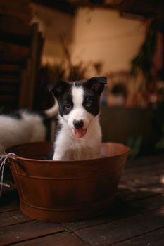 一张迷人的肖像：可爱的边境牧羊犬小狗坐在室内的水桶里