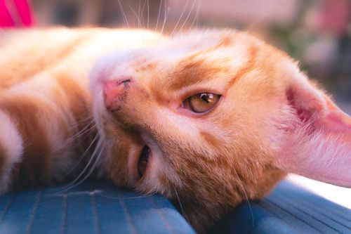 Free A ginger tabby cat lying comfortably, enjoying the sunlight with a relaxed expression. Stock Photo