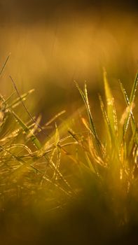 Close-up of sunlit dewy grass blades in a field at sunrise, evoking a fresh spring morning.