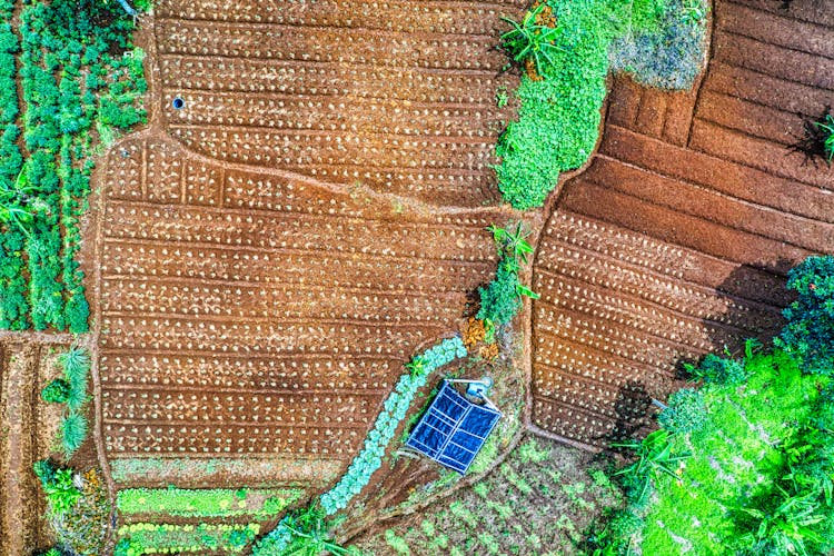 Crop Planting