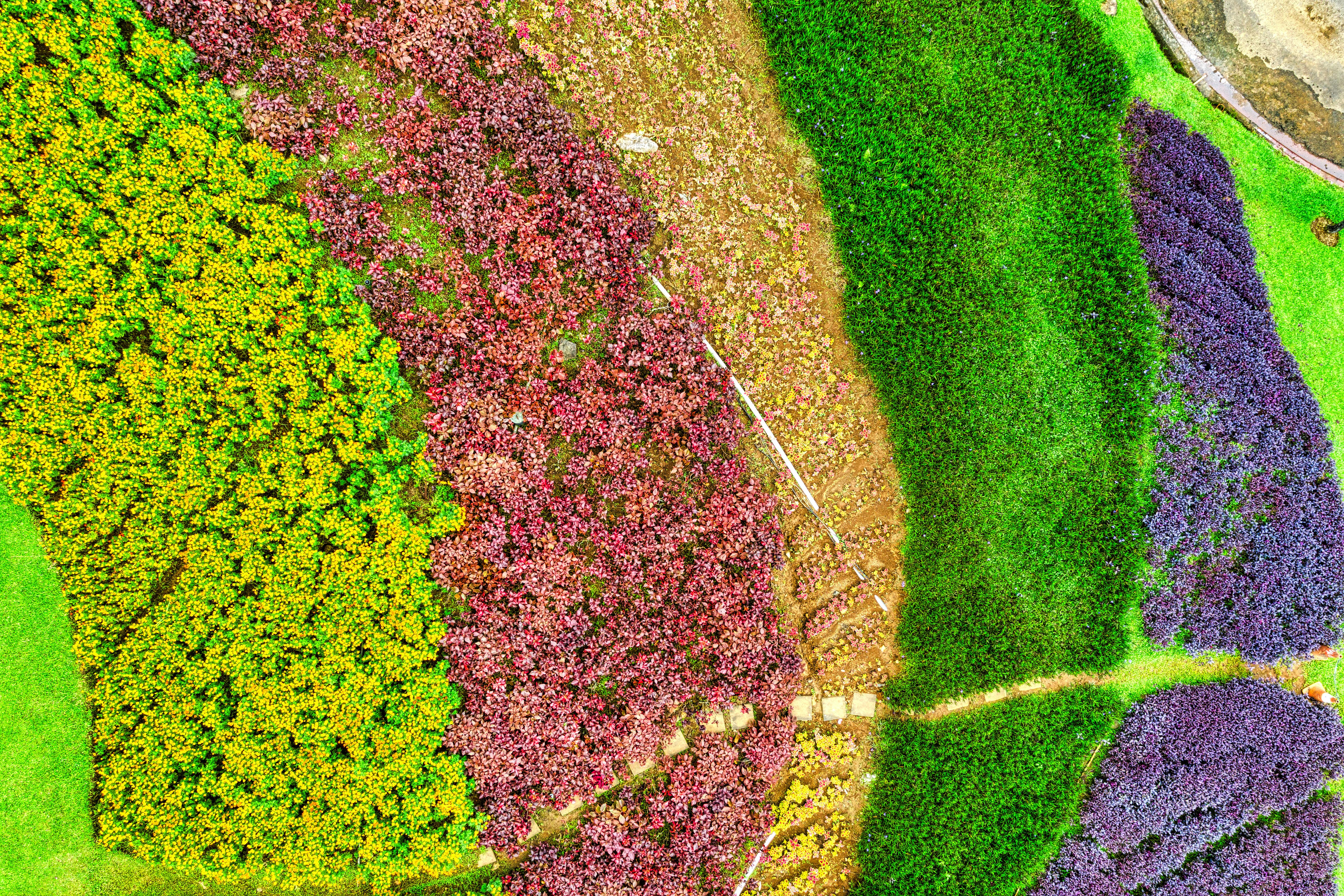 Green and Purple Flower Field