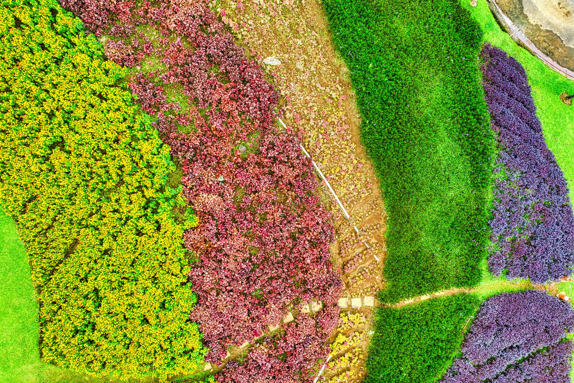 Green and Purple Flower Field