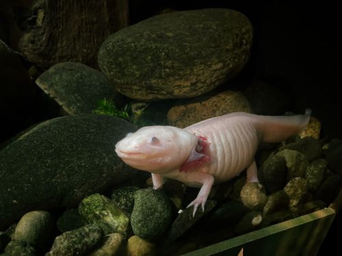 Free A pink axolotl resting on rocks in a natural aquatic habitat, showcasing its unique features. Stock Photo