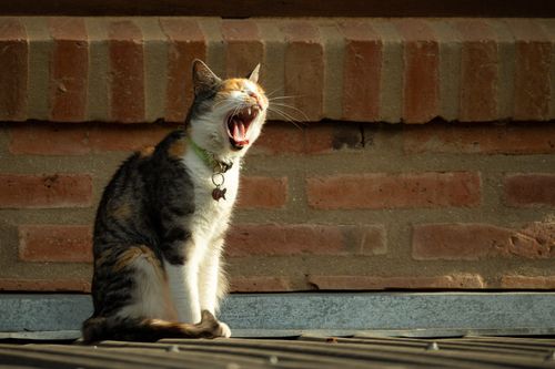 Free A yawning calico cat with a collar against a rustic brick wall, bathed in sunlight. Stock Photo