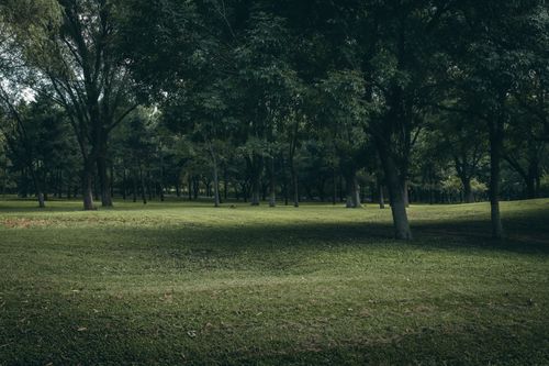 Free Tranquil forest landscape showcasing lush trees and verdant grass. Stock Photo