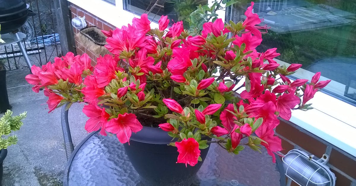 Free stock photo of azalea, plant, red flowers