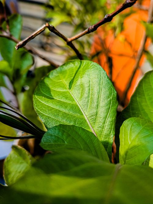 Free Macro shot of a sunlit green leaf in Jawa Tengah, highlighting texture and color. Stock Photo