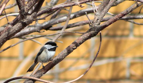 Free stock photo of black capped chickadee, chickadee, mesange