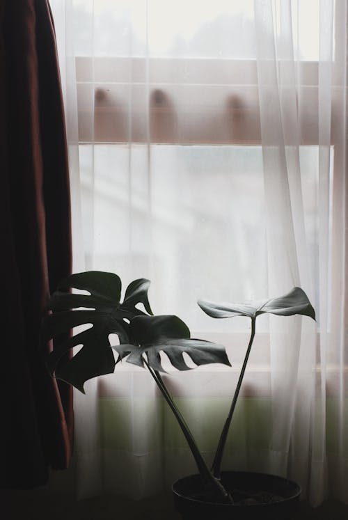 Monstera Plant By The Window