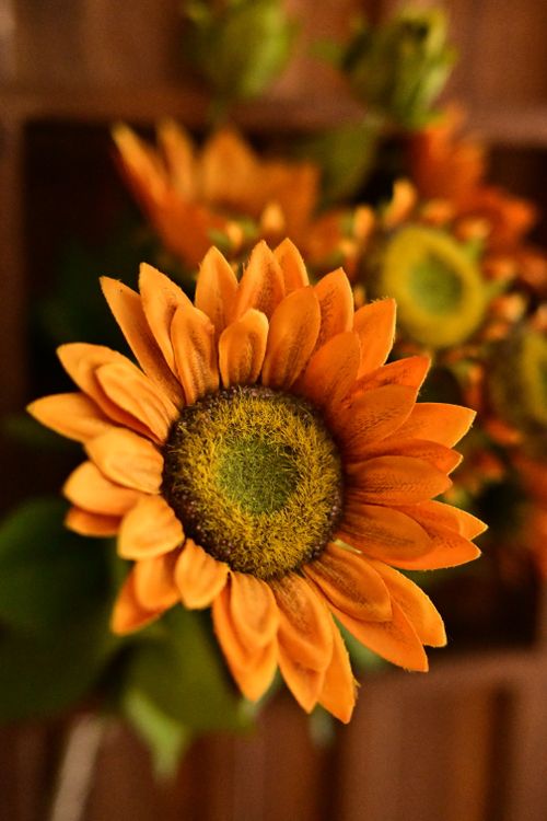 Free Beautiful close-up of a vibrant orange sunflower showcasing detailed petals. Stock Photo