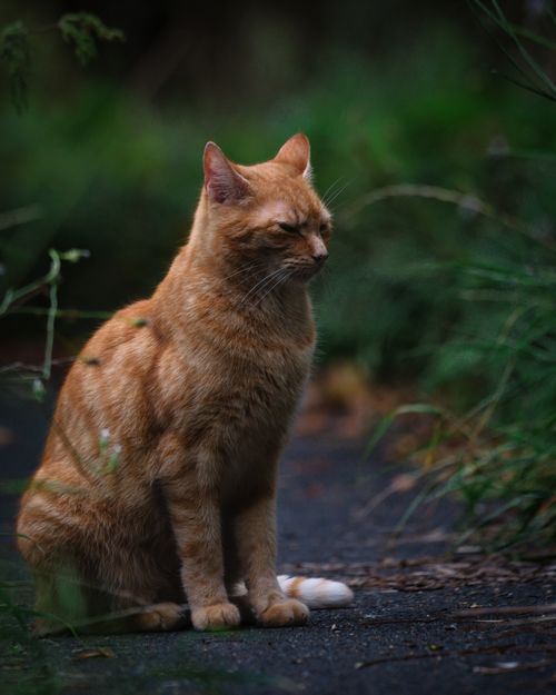 Free A ginger cat sitting peacefully outdoors, surrounded by greenery. Calm and serene nature scene. Stock Photo