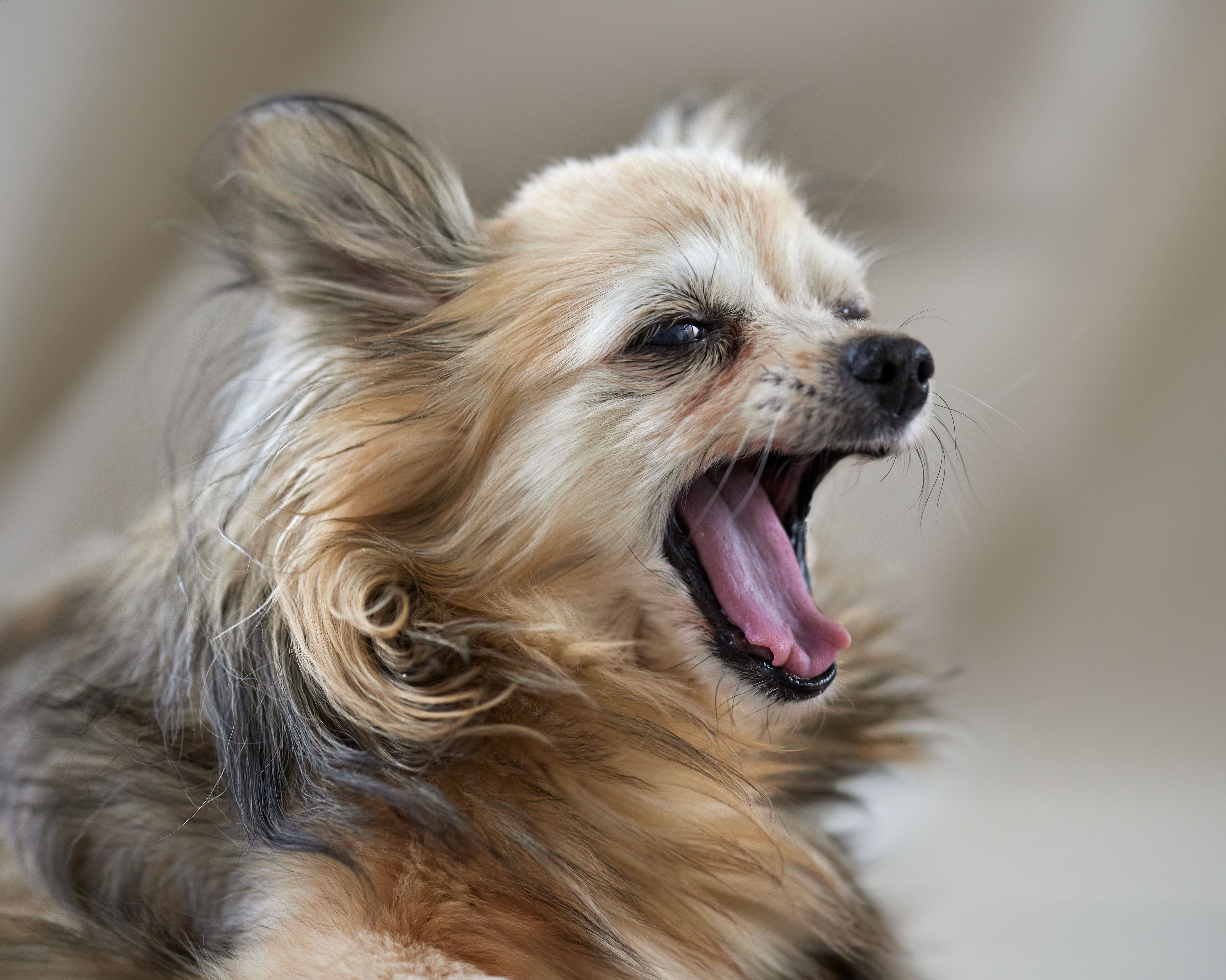 The Small-Breed Mouth: Severe Dental Vulnerabilities