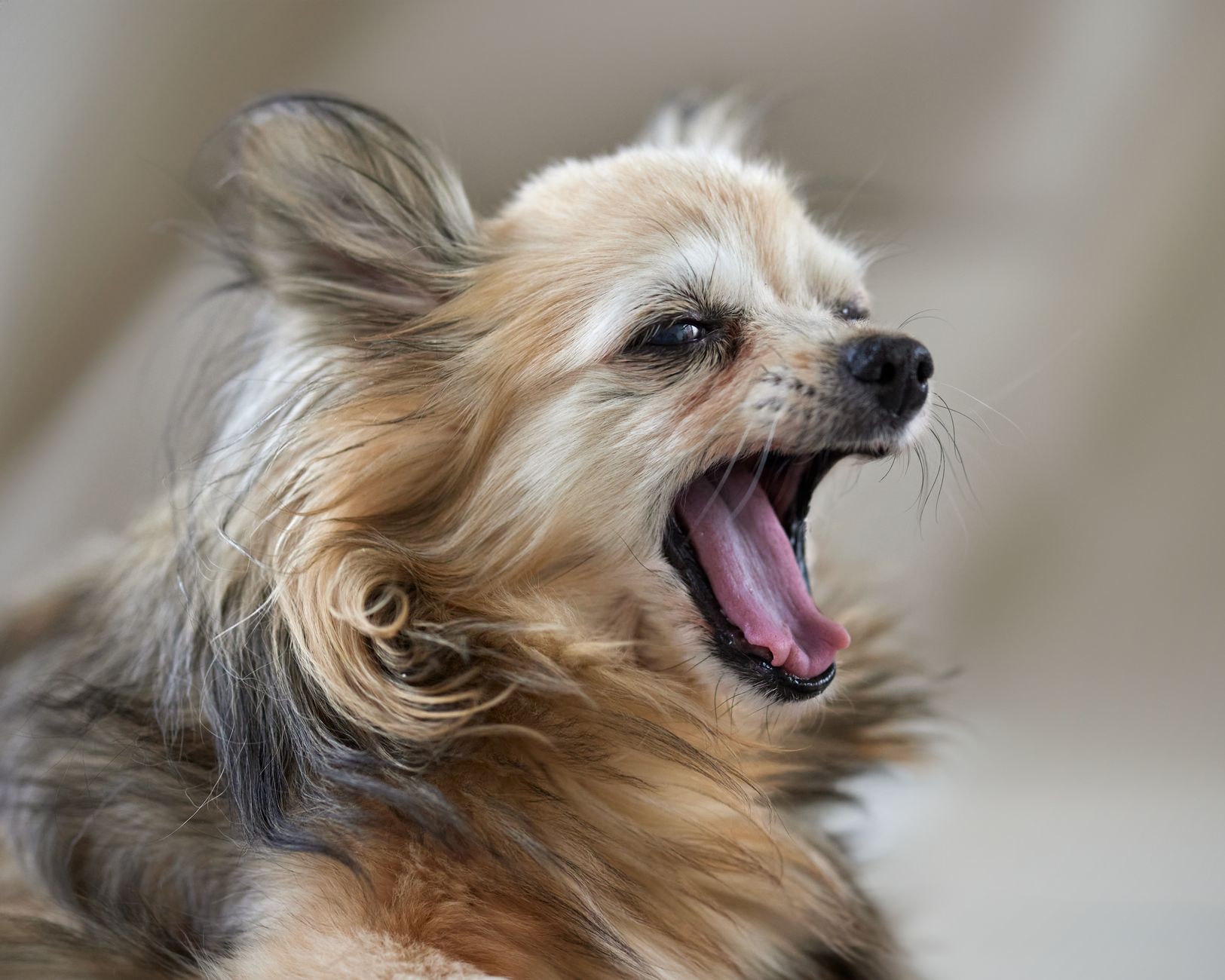 The Small-Breed Mouth: Severe Dental Vulnerabilities