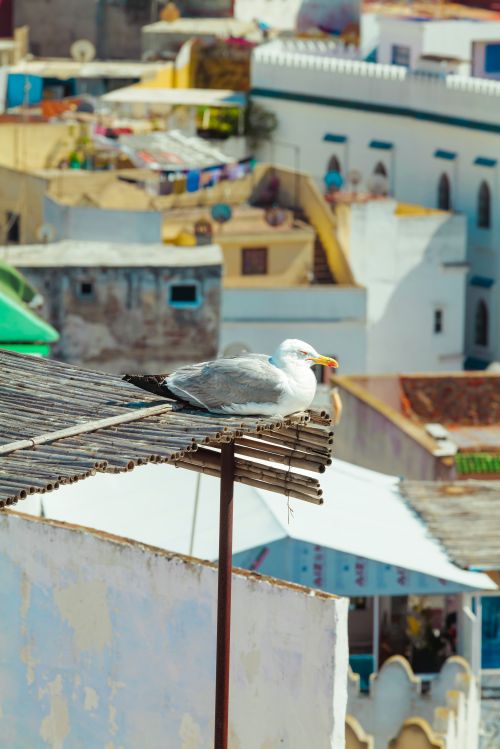 Free Seagull perched on a rooftop against a colorful Mediterranean cityscape, showcasing vibrant architecture. Stock Photo