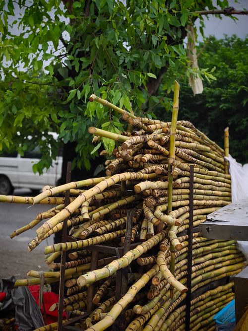 Free Pile of fresh sugarcane stalks stacked outdoors under a tree by the roadside. Stock Photo
