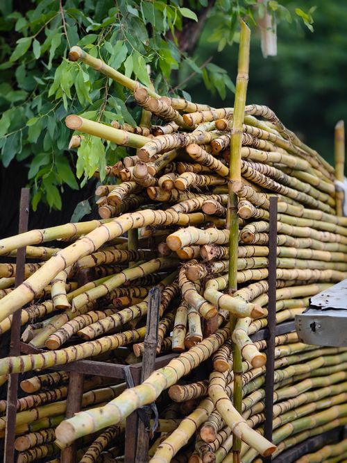 Free A large stack of freshly harvested sugarcane stems piled outdoors against a leafy backdrop. Stock Photo
