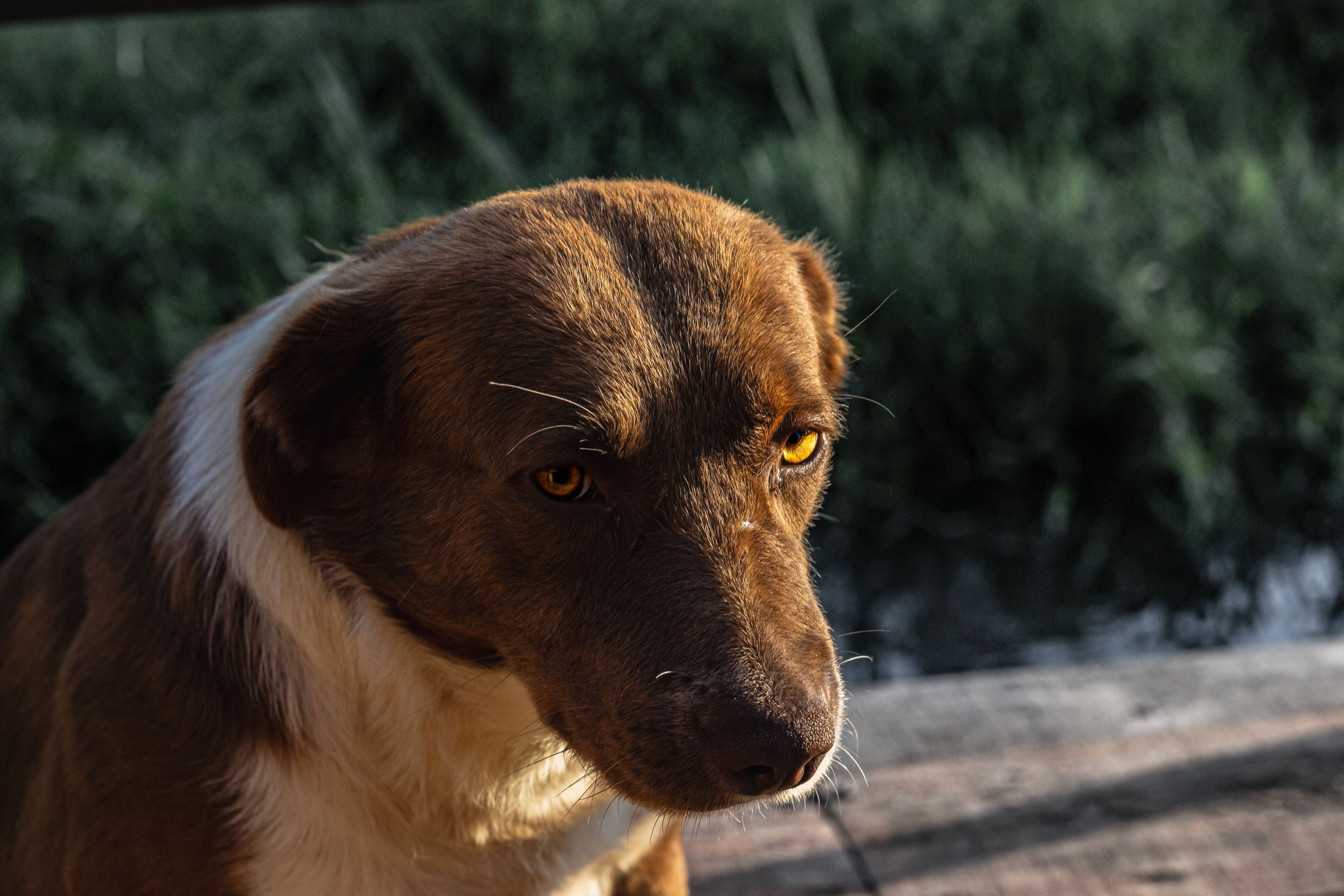 Healthcare and wellness consultation for a dog