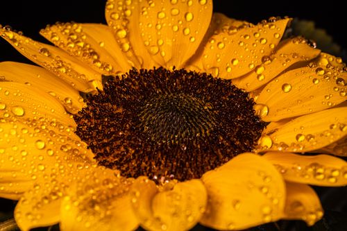 Free Macro image of a sunflower with dewdrops on its petals, showcasing vivid yellow color and intricate detail. Stock Photo