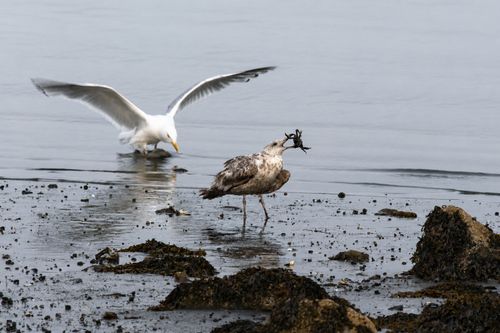 Free Two seagulls foraging on the rocky shore of Salem, Massachusetts, showcasing coastal wildlife. Stock Photo
