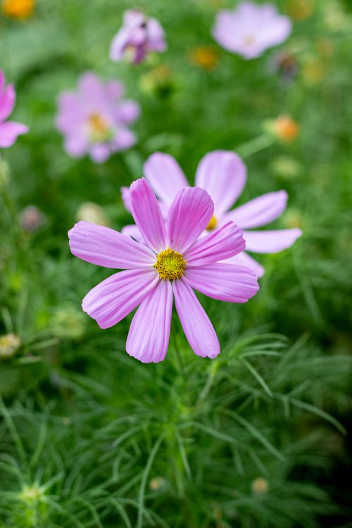 Free Vibrant pink cosmos flower blooming amidst lush green foliage. Stock Photo