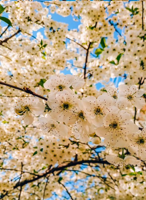 Free White cherry blossoms in full bloom under a clear blue spring sky, creating a serene and vibrant scene. Stock Photo