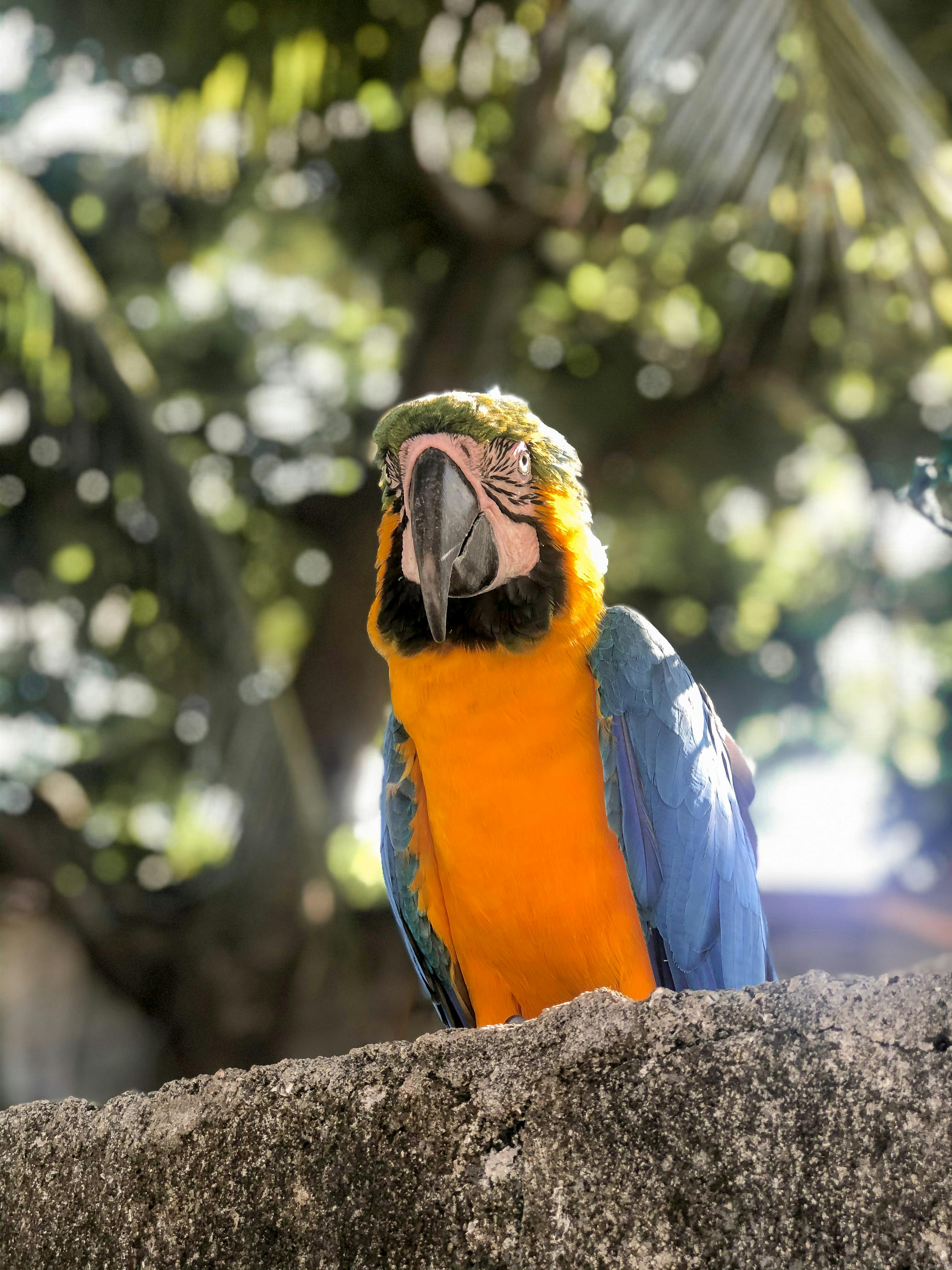 Blue Yellow and Green Parrot · Free Stock Photo