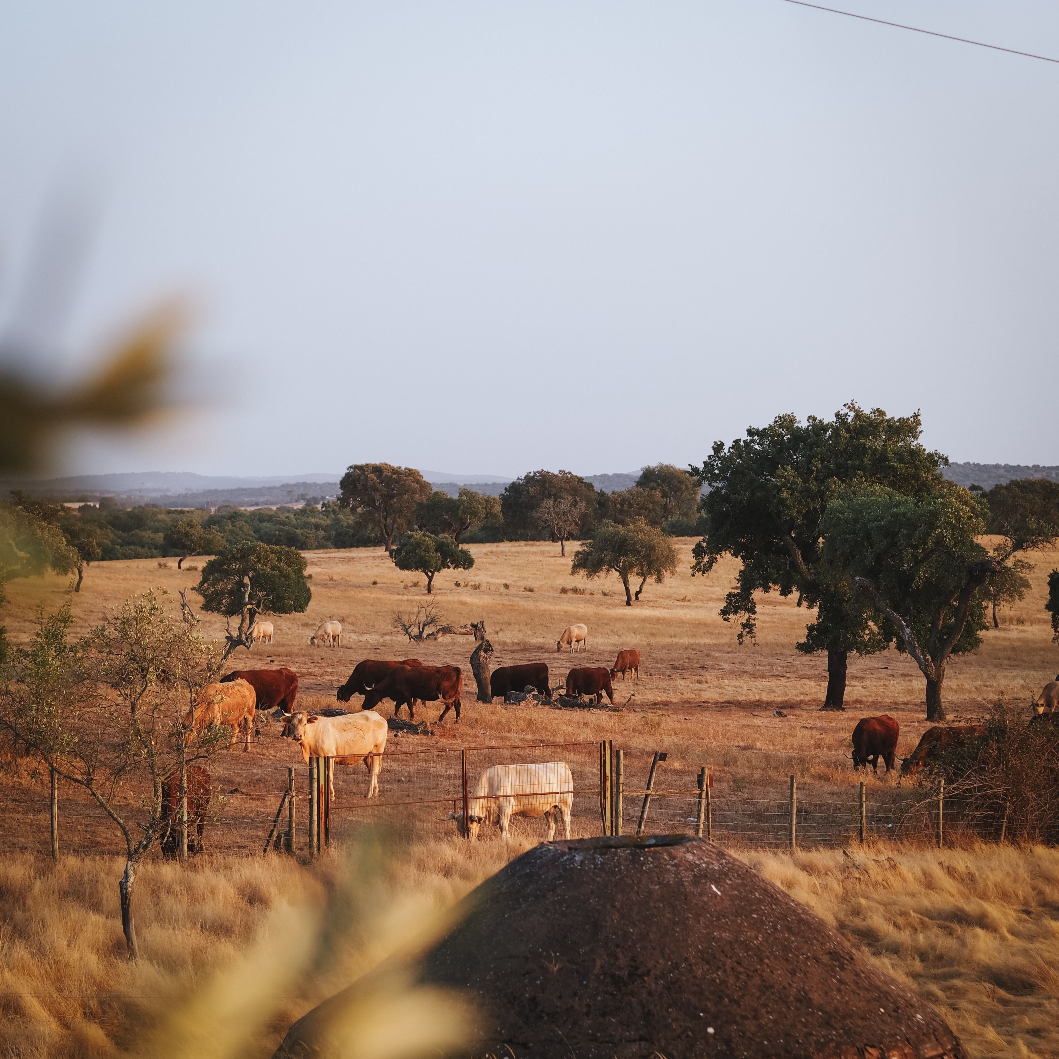 A serene pasture with cows grazing under the warm Alentejo sun in Portugal.