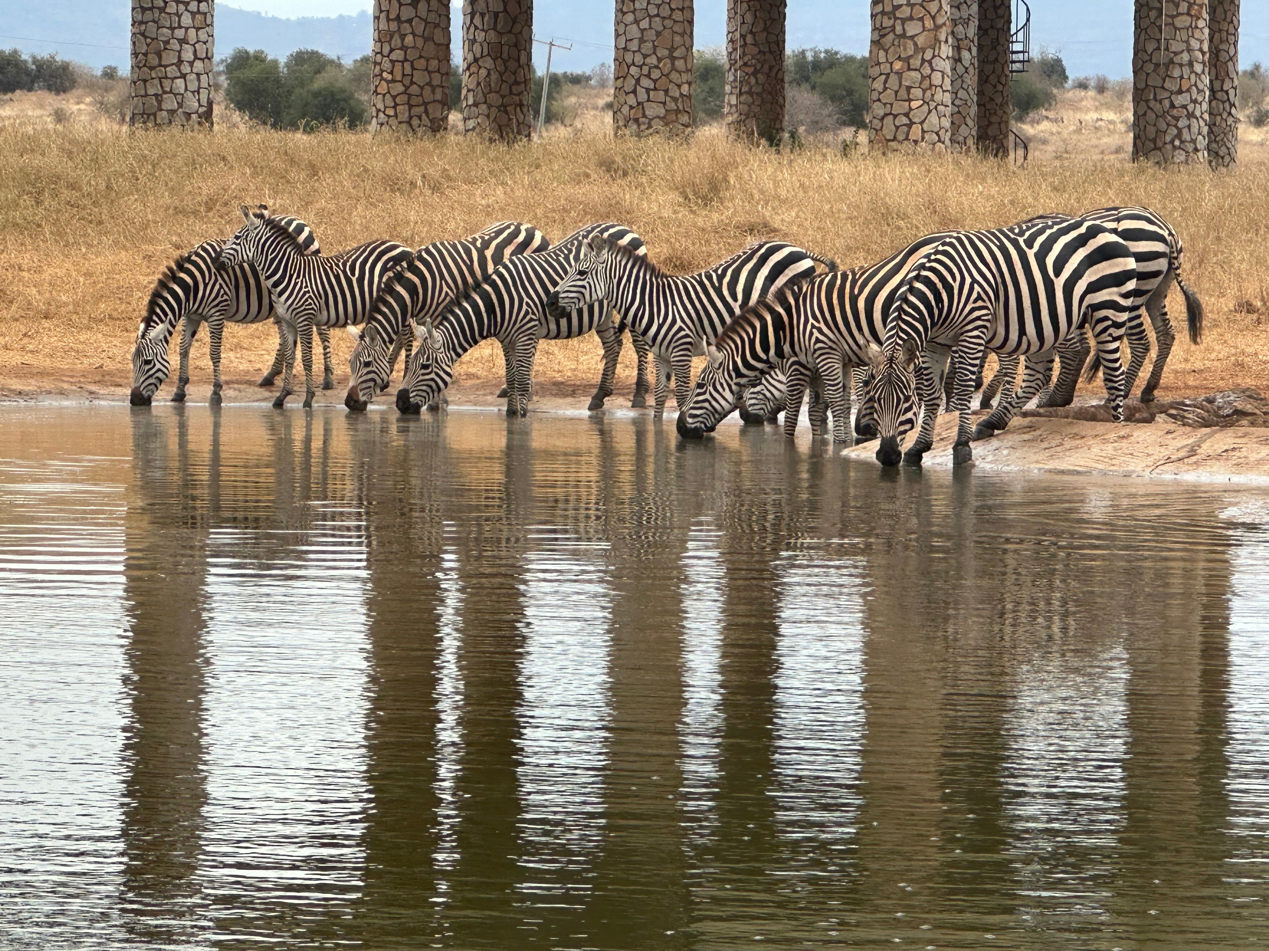 Herd of zebras drinking at a watering hole in Kenya's wilderness.