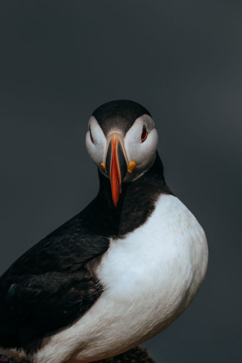Free Dramatic close-up of an Atlantic Puffin showcasing its vibrant beak and striking features. Stock Photo