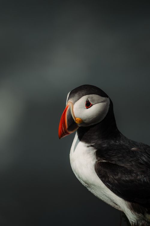 Free Striking image of an Atlantic puffin against a dark, blurred background, showcasing its vivid colors. Stock Photo