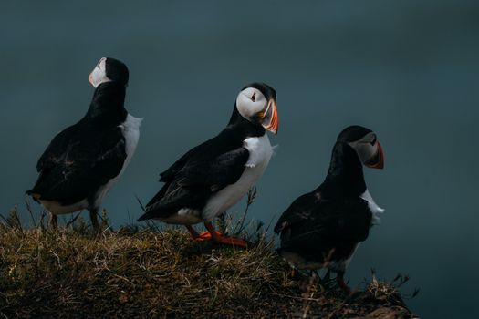 Three Atlantic puffins on a cliff, showcasing vibrant beaks and feathers against the ocean backdrop.
