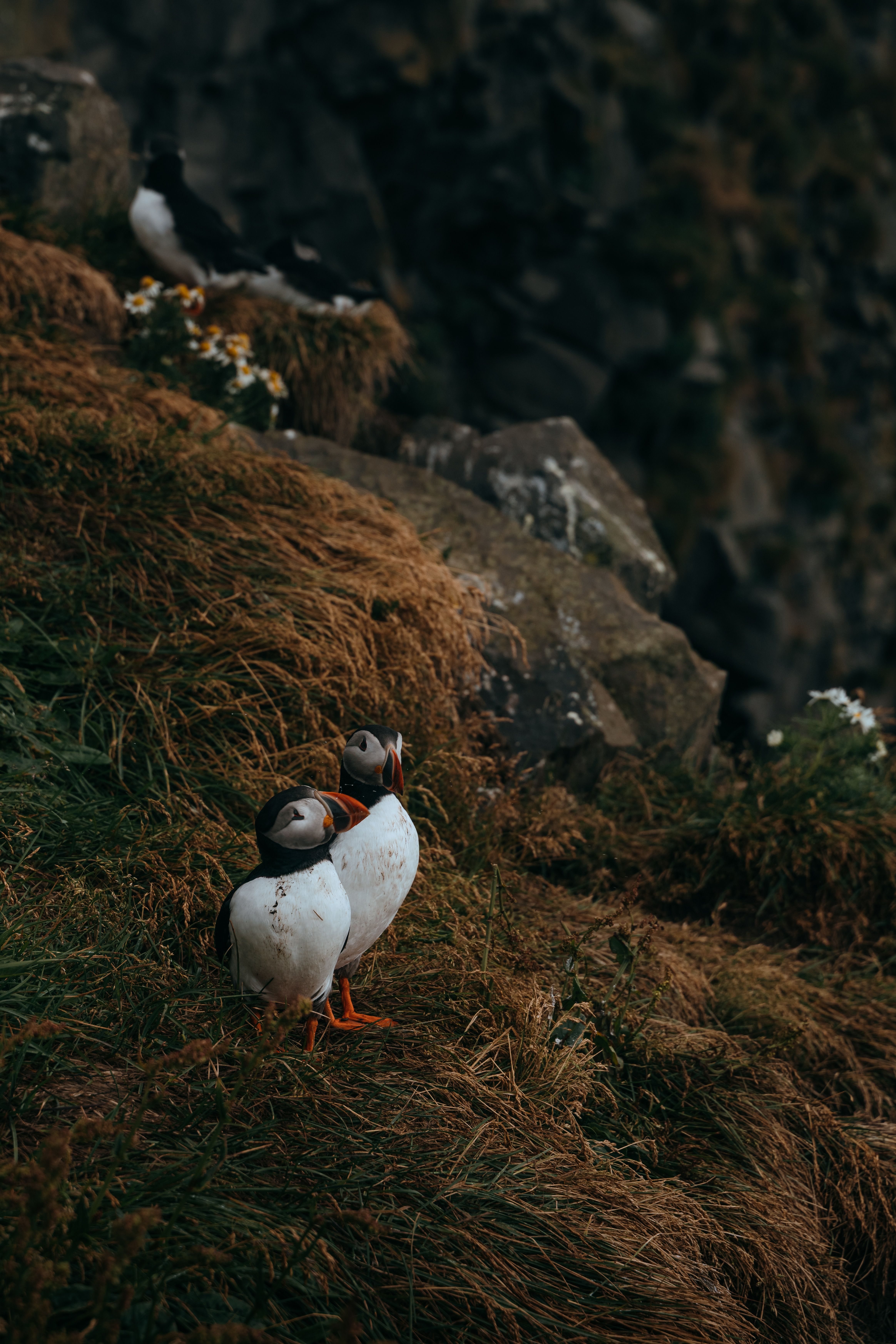 Two puffins perched on a rocky cliffside surrounded by grass and flowers.