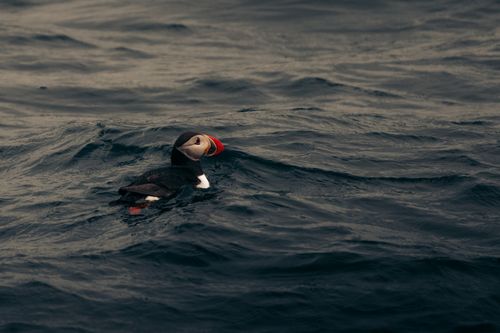 Free A solitary Atlantic Puffin floating on calm ocean waves under overcast skies. Stock Photo