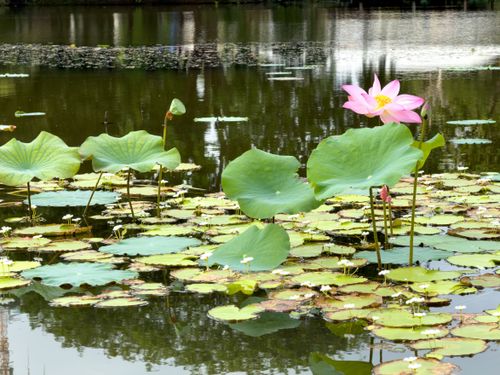 Free stock photo of aquatic plant, flora, flower Stock Photo