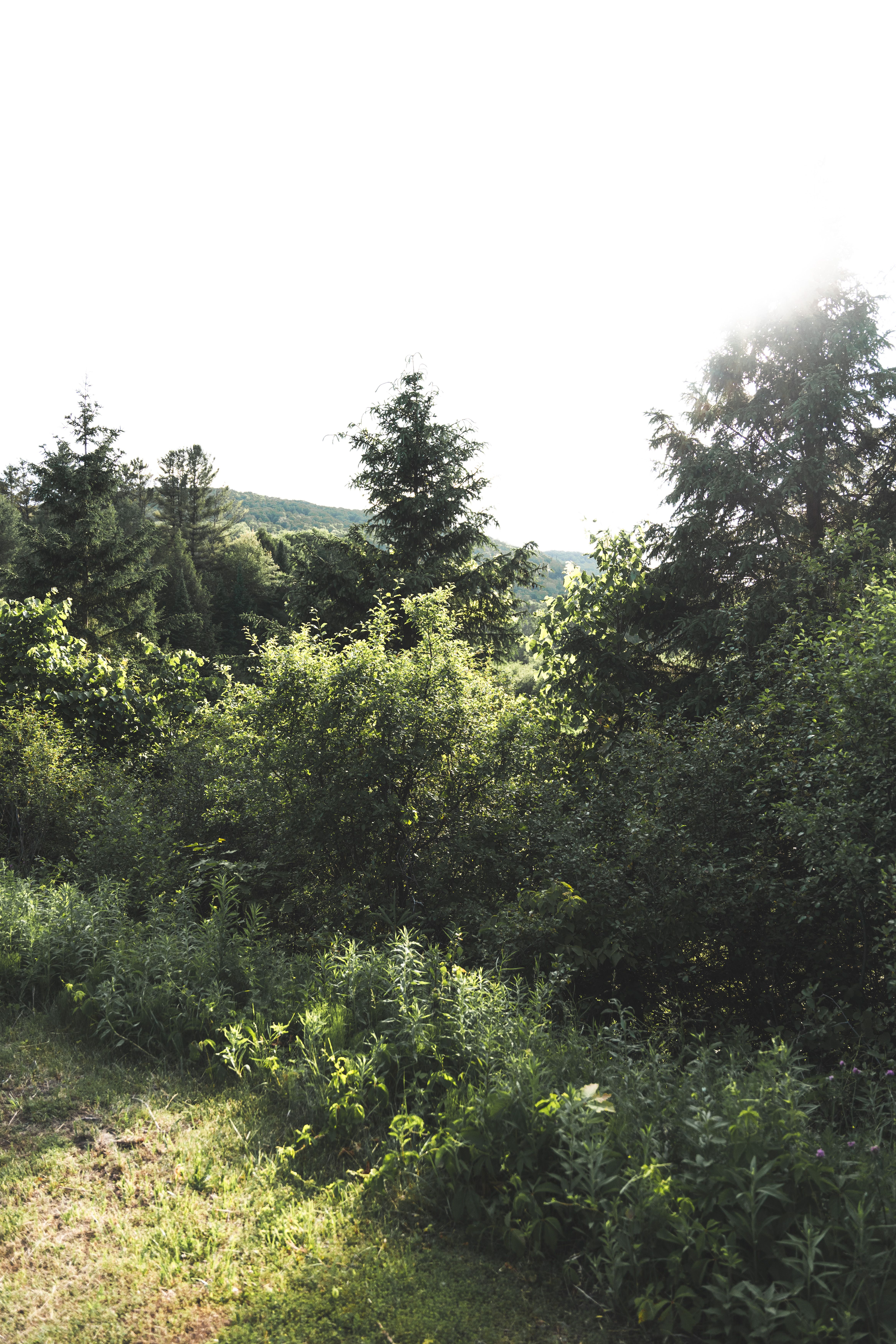 Explore the tranquility of a lush forest bathed in sunlight, capturing nature's beauty.