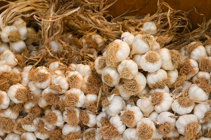 Dry Garlic
