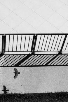 Artistic black and white photo of a bird flying next to geometric rail shadows.